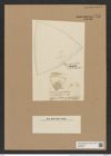Triceratium robertsianum Grev. (de-Toni-Nr.: Genus 140, Species 3713) Zeichnungen Sammlung Grunow Nr. 7201 (NHMW-BOT-W0376187)